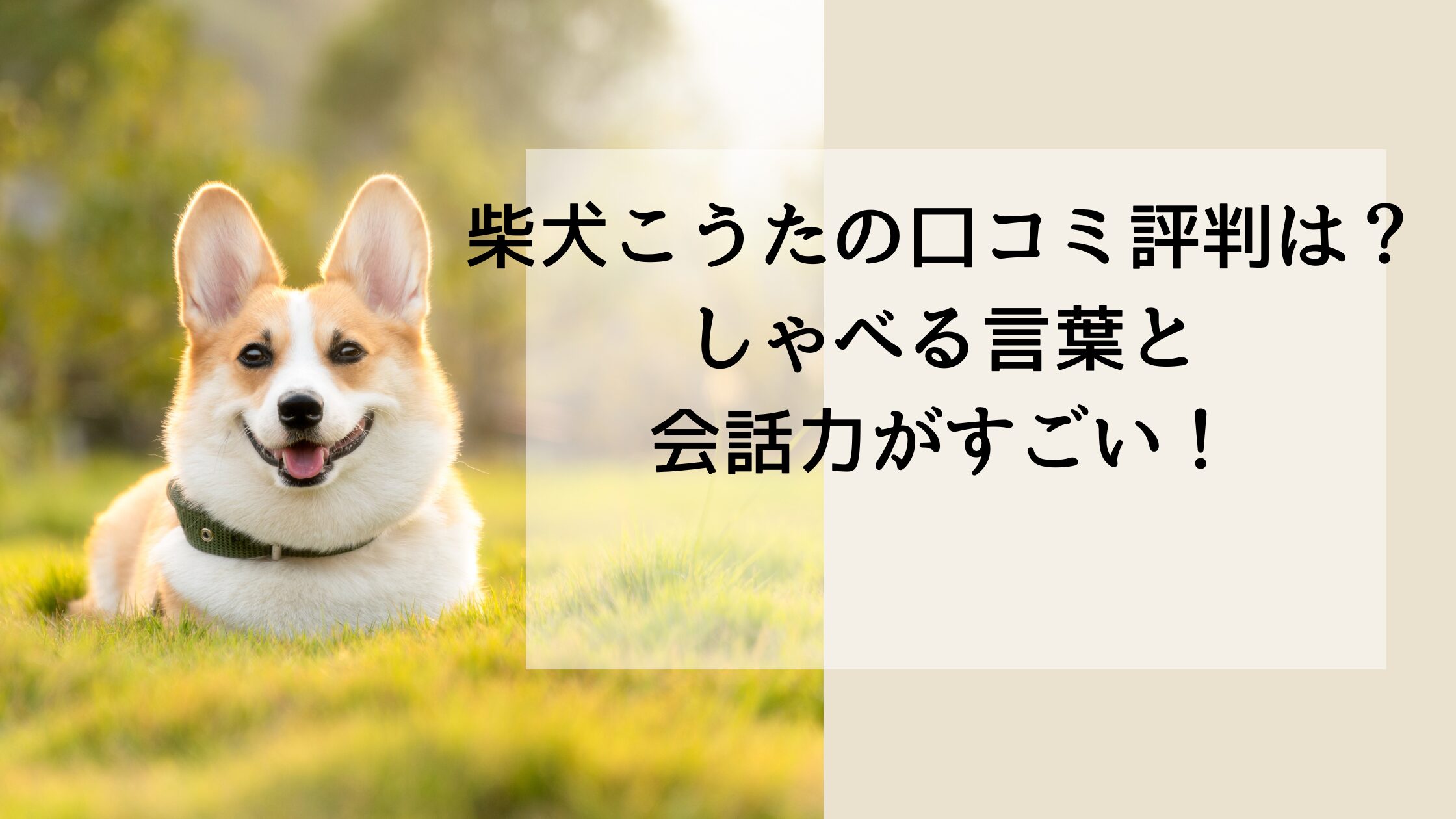 柴犬コウタの口コミ評判